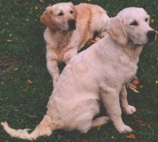 Mindy ja Misty nurmikolla