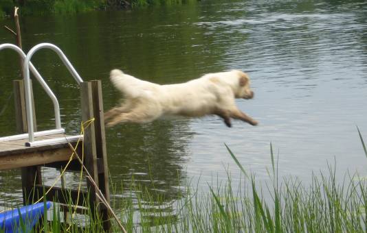 Misty leaps off from the jetty