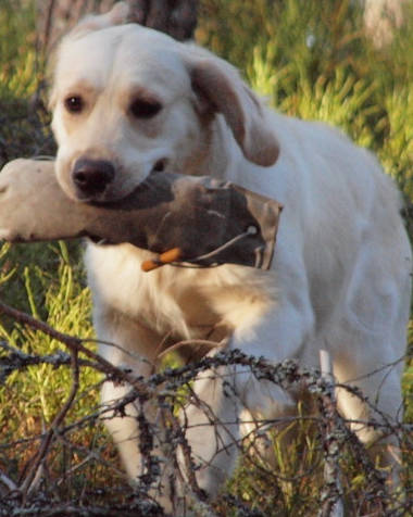 Maggie NOU treeneiss&auml;