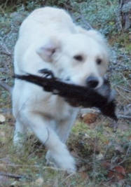 Maggie NOU treeneiss&auml;