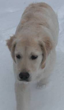 Maggie kulkee lumessa