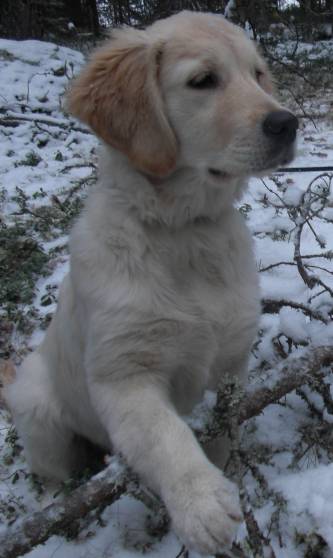 Maggie seuraa ruudun t&auml;ytt&ouml;&auml;