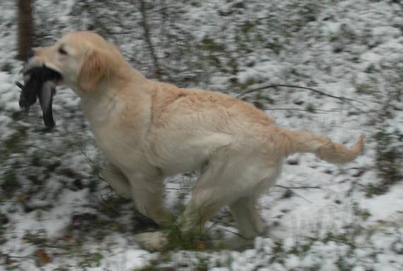 Pele palauttaa varista