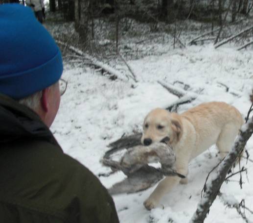 Pele palauttaa lokkia