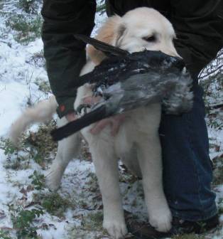 Pele palauttaa varista