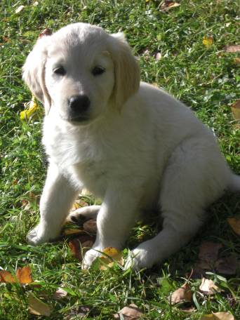 Angel 2009 syksyll&auml;