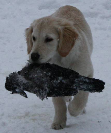 Aso kuljetta j&auml;&auml;tynytt&auml; varista