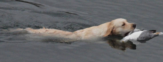 Maggie vesity&ouml;skentelyss&auml;