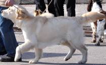 Pele Match Showssa Salossa