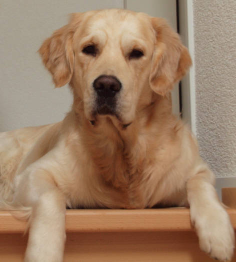 Pele 2010 talvella