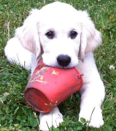 Cindy leikki &auml;mp&auml;rill&auml;, kes&auml; 2011