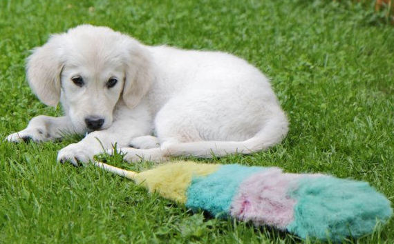 Tyyne ja p&ouml;lyhuiska, kes&auml; 2011