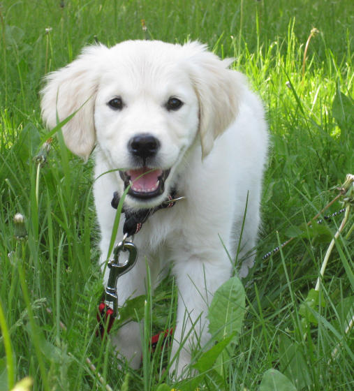 Tyyne pihalla, kes&auml; 2011