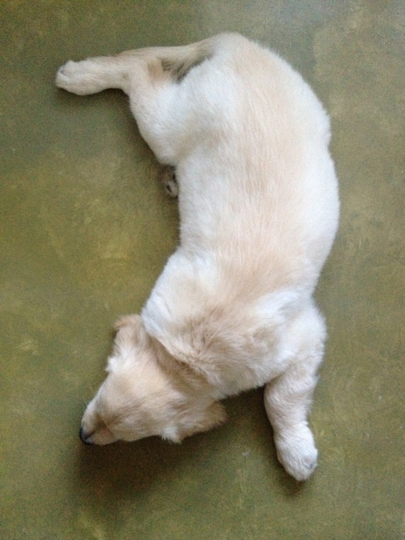 Cosmo nukkuu lenkin j&auml;lkeen