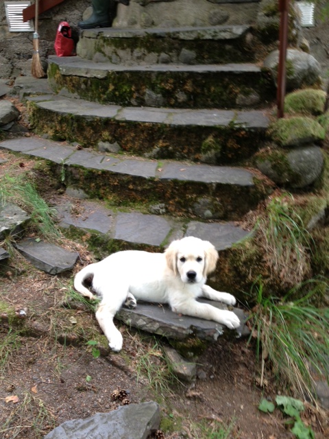 Cosmo m&ouml;kill&auml;