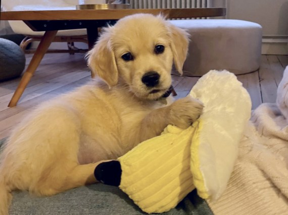 Charlie uudessa kodissa viikon