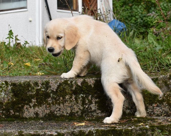 Tellu juoksee rapuissa