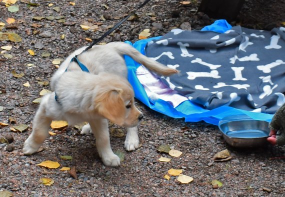 Tellu Kuutinlahdessa