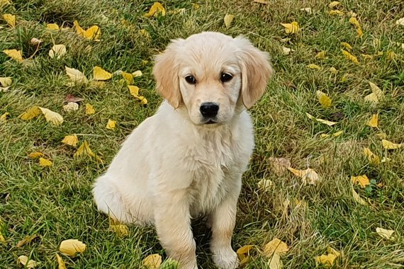 Tellu uudella kotipihalla