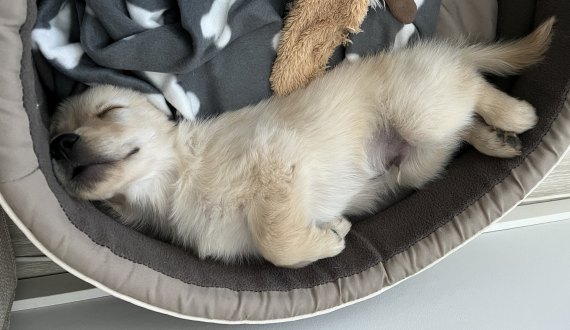 Winston nukkuu kotonaan