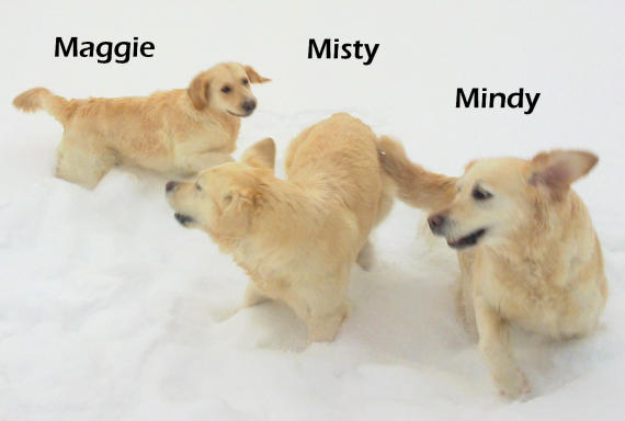 Misty, Mindy ja Maggie pihalla 2009 syksyllä